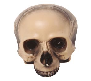 Leuaton pääkallo, 20 cm