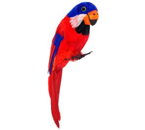 Sinipunainen papukaija-rekvisiitta