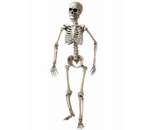 Skeleton, 160 cm